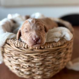Aria blue collar - Apricot female Goldendoodle puppy in Queen Creek, Arizona from Sunny Doodles