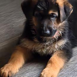 Red - Black and red male German Shepherd puppy in Spring Hill, Florida from Iron Crest Shepherds