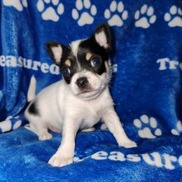 Toby - Black and white male Chihuahua puppy in Attleboro, Massachusetts from Treasured Hearts Chihuahuas