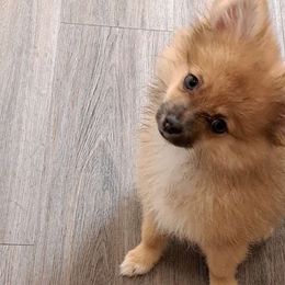 Mezcal - Chocolate merle Pomeranian puppy in Racine, Wisconsin from Wisco Poms