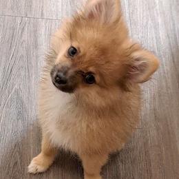 Mezcal - Chocolate merle Pomeranian puppy in Racine, Wisconsin from Wisco Poms