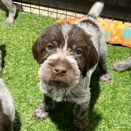 Boy 1 - Wirehaired Pointing Griffon puppy in Idaho from Muddy Paws WPG