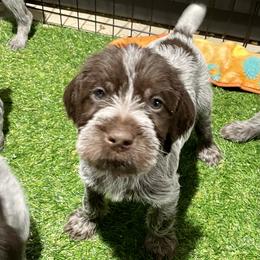 Boy 1 - Wirehaired Pointing Griffon puppy in Idaho from Muddy Paws WPG