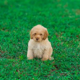 Clank - Apricot male Goldendoodle puppy in Fort Myers, Florida from Corgis & Doodles