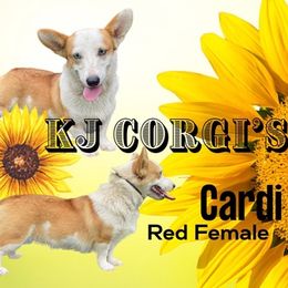 American Corgis from Mommy & Me Corgi’s
