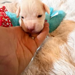 Dark Green - White male Boxer puppy in Evington, Virginia from Boxer Tails