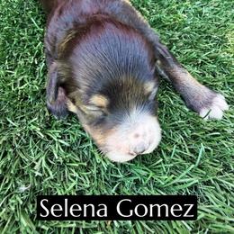 Selena Gomez - Black tri-color female Aussiedoodle puppy in Bakersfield, California from Annie's Aussies