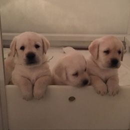 Labrador Retrievers from Devonshire Labradors