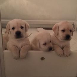 Labrador Retrievers from Devonshire Labradors