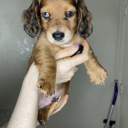Dachshund Puppies from Monterey bay dachshund kennel