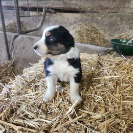 Boy 3 - Black tri-color male Australian Shepherd puppy in Jersey Shore, Pennsylvania from Lone Tree Aussies