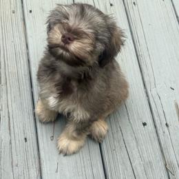 Buzz - Liver male Miniature Schnauzer puppy in Salisbury, North Carolina from Truffle Tail Schnauzers