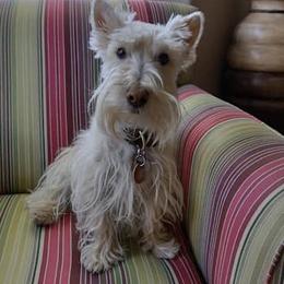 Scottish Terriers from Green Meadows Scottish Terriers