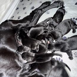 Last female - Black female Labrador Retriever puppy in Elkmont, Alabama from Sleepy Hound Farm