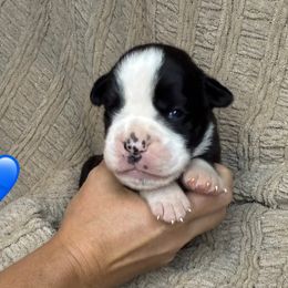 Blue collar male - Brindle male Boxer puppy in Mooresboro, North Carolina from Echo Hollow Boxers