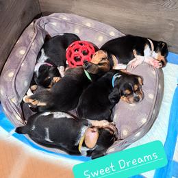 Basset Hound and Beagle Puppies from Orange Mountain Basset Hounds & Beagles