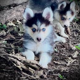 Shyla little toy girl - Wolf sable female Pomsky puppy in Perkins, Oklahoma from A-Dream Pomsky Kennel