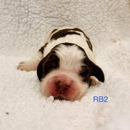 RB2 - Tri-Roan male English Springer Spaniel puppy in Britton, South Dakota from K&S Canines