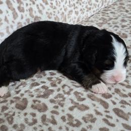 Rocky - Black rust and white male Bernese Mountain Dog puppy in Alpharetta, Georgia from Bravura Bernese Mountain Dog