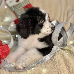 OREO - black and white girl - Black and white female Bernedoodle puppy in Lookout, California from Remington Kennels, LLC