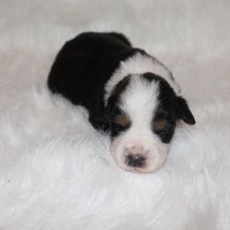 Boy 3 - Miniature Australian Shepherd puppy in Corydon, Indiana from Arbuckle’s Lookin Good Aussies (LGA)