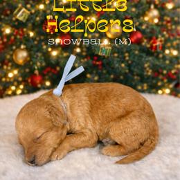 Snowball - Apricot male Goldendoodle puppy in Houston, Texas from Golden Life Doodles