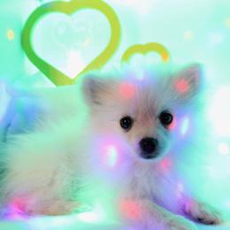 Vanilla - Cream female Pomeranian puppy in Los Angeles, Santa Clarita, California from LT_Poms