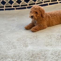Pepper - Red female Bernedoodle puppy in Daytona Beach, Florida from Lindy’s Doodles