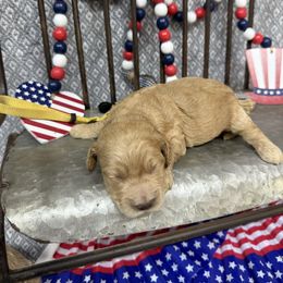 Boy 2 - Buff male Cockapoo puppy in Golden, Mississippi from Two Creeks Farm Poodles & Doodles