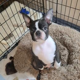 Male 2 - Black brindle and white male Boston Terrier puppy in Woodville, Florida from Aim High Kennels