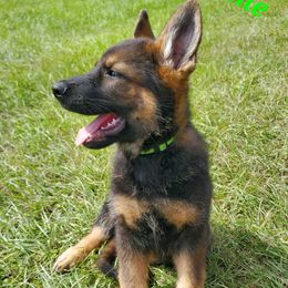 Lime - Sable male German Shepherd puppy in Chiefland, Florida from The Shepherds' House