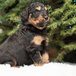 Cupid - Black phantom female Aussiedoodle puppy in Lodi, California from KJ Doodles