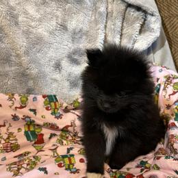 Pomeranian puppies from Itty Bitty Poms