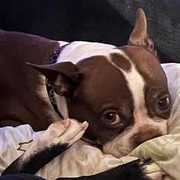 Boston Terriers from Briar oak farm