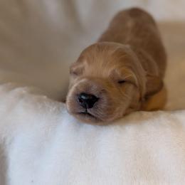 Robb - Apricot male Goldendoodle puppy in Rockledge, Florida from Bellady's Shihpoos