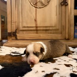 Boy 3 - Red male Pembroke Welsh Corgi puppy in Johnson City, Texas from McCall Creek Corgis