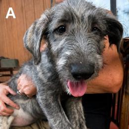 Puppy A: Biggie - Gray and brindle female Irish Wolfhound puppy in Brookside, Utah from Juniper Creek Irish Wolfhounds