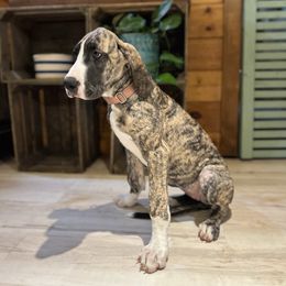 Light Pink - Brindle female Great Dane puppy in Aspers, Pennsylvania from Elja Danes