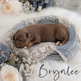 Brynlee - Red tri-color female Australian Shepherd puppy in Nicholasville, Kentucky from Sugar Creek Aussies