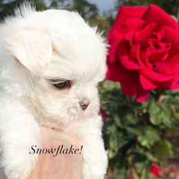 Snowflake - White male Maltese puppy in Orlando, Florida from Denise’s Puppies