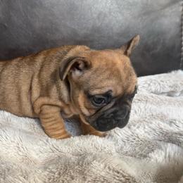 Junior Red Fawn - Fawn male French Bulldog puppy in Billings, Montana from Yellowstone Frenchies