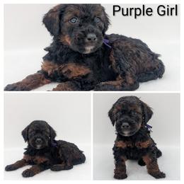 Purple (rare AGOUTI color) - Brown female Whoodle puppy in Kalispell, Montana from Countryman Whoodles