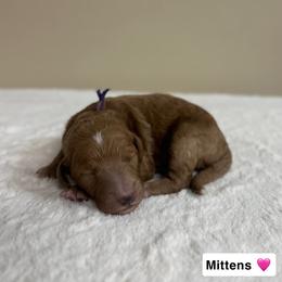 Mittens - Red  female Goldendoodle puppy in Crothersville, Indiana from Wischmeier’s Doodles