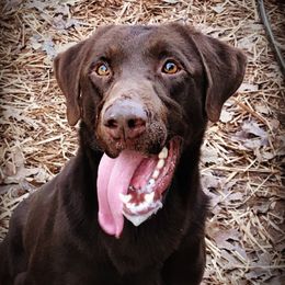 Luke - Dilute Retriever