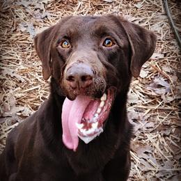 Luke - Dilute Retriever