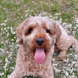 Buckley Miniature poodle - Cavapoo