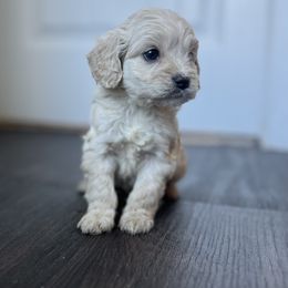 Cockapoo Puppies from East St. Poodles & Doodles
