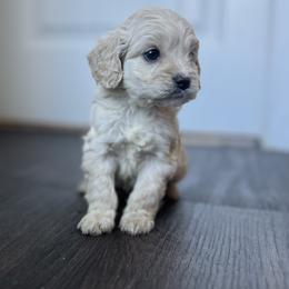 Cockapoo Puppies from East St. Poodles & Doodles