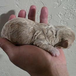 Peaches(Girl 1) - Apricot female Poodle puppy in Lawton, Oklahoma from My Precious Toy Poodles