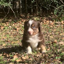 Australian Shepherd and Miniature Australian Shepherd Puppies from SkyBrynn Aussies
